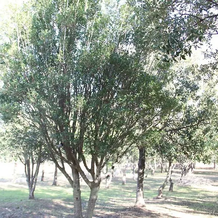 Alloggio per agriturismo Su Pinnatu *