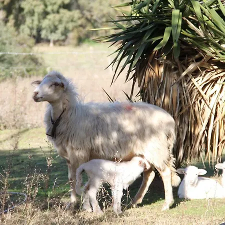 Su Pinnatu * Santa Lucia (Sardinia)
